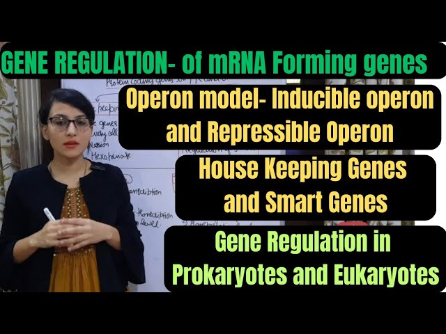 Gene Regulation || Regulation of mRNA forming Genes || Gene Regulation in Prokaryotes and Eukaryotes