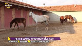 Küheylan - Safkan Atları Hakkında Genel Bilgiler / Eskişehir