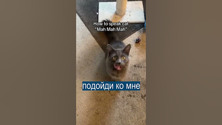 Тиктокер выучил КОШАЧИЙ ЯЗЫК
