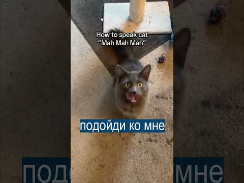 Тиктокер выучил КОШАЧИЙ