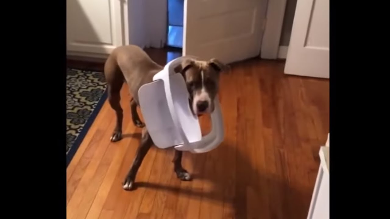 videos for cats What are the odds this dog got into the garbage can?