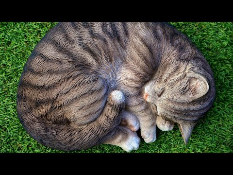 Kedilere Özel Mucizevi Uyku Müziği