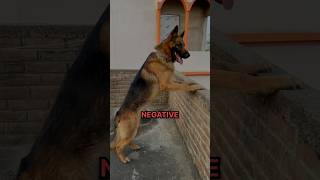 German Shepherd has 5 Negative Points  #facts #dog #viral #germanshepherd #doglover #shorts