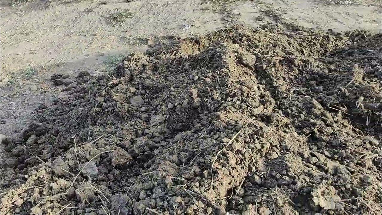 In the ripening period, apply cow dung to the plant. YouTube