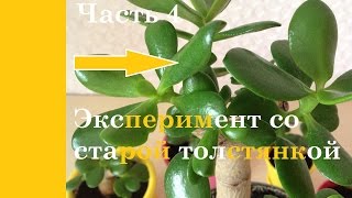 Результат тотальной обрезки денежного дерева. Часть4.Цитокининовая паста.