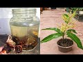 Growing mango from seeds in water for grafting
