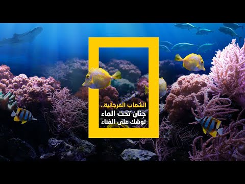 الشعاب المرجانية توشك على الفناء