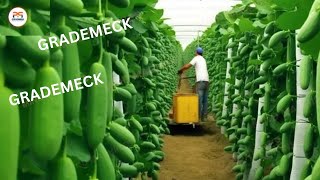 The Most Modern Agriculture Machines That Are At Another Level , How To Harvest Cucumbers In Farm by GRADEMEK 1,529 views 2 days ago 21 minutes