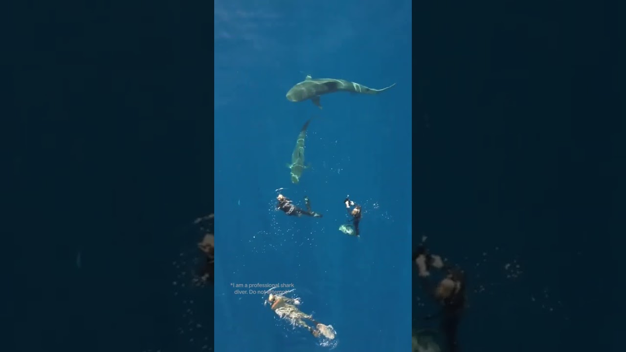 MASSIVE Tiger Shark Swims With Us! 
