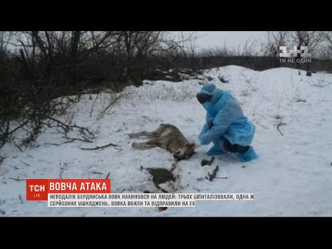 Неподалік Бердянська вовк накинувся на людей
