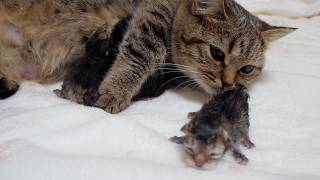 Lili the cat has given birth to 4 kittens!