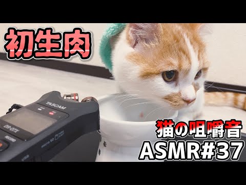 【ASMR】初めての生肉！国産鶏ネック骨ごとミンチ！！猫の咀嚼音 #37