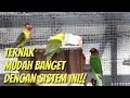 Cara mudah memulai ternak lovebird bagi pemula