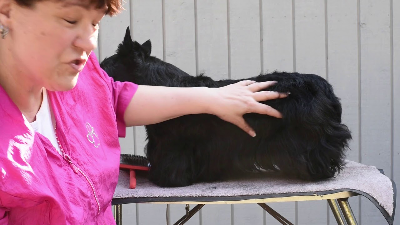 grooming a scottie YouTube