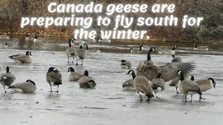 Canada geese are preparing to fly south for the winter.