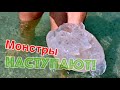 Гигантские медузы не обжигают #alanya