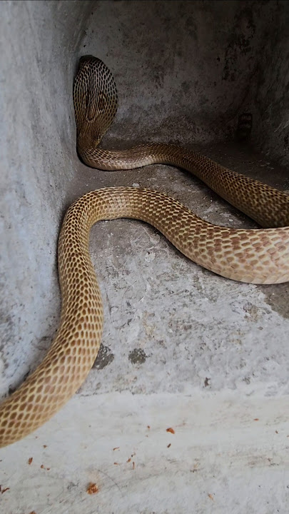 Big cobra in a home #youtubeshorts