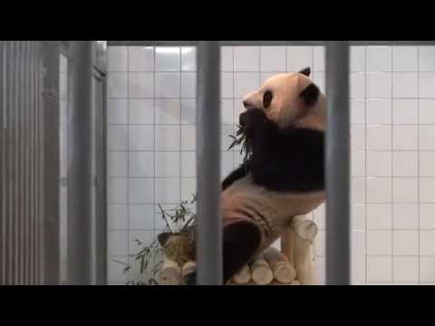00002　PANDA LOVE TOUR  パンダラブツアー♪　（海浜君、ベンチでお座りポージング？）