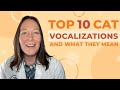 Top 10 des vocalisations de chat les plus courantes et leur signification