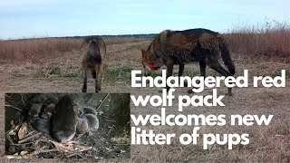 #Endangered red wolf pack welcomes new litter of pups