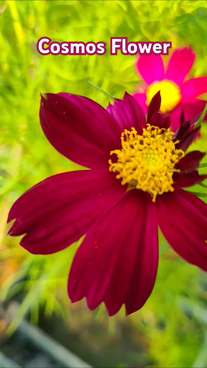 Cosmos Flower। Gardening ideas for home #gardeningideasforhome #gardening #garden #kyzzr