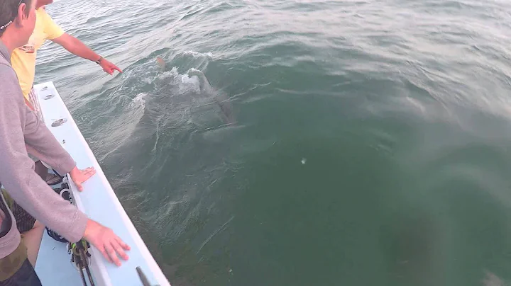 Tarpon/Shark Attack, Gatling Family Tarpon Trip, April 2015