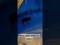 Moose sheds antlers on camera animals alaska wildlife nature moose wildlifephotography fyp