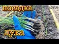 Посадка лука в открытый грунт (эксибишен, фермер, шетана, ред-скарлет)/ #plantingonions #seedlings