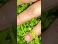 Desi Palak Chicken Full of Taste Health
