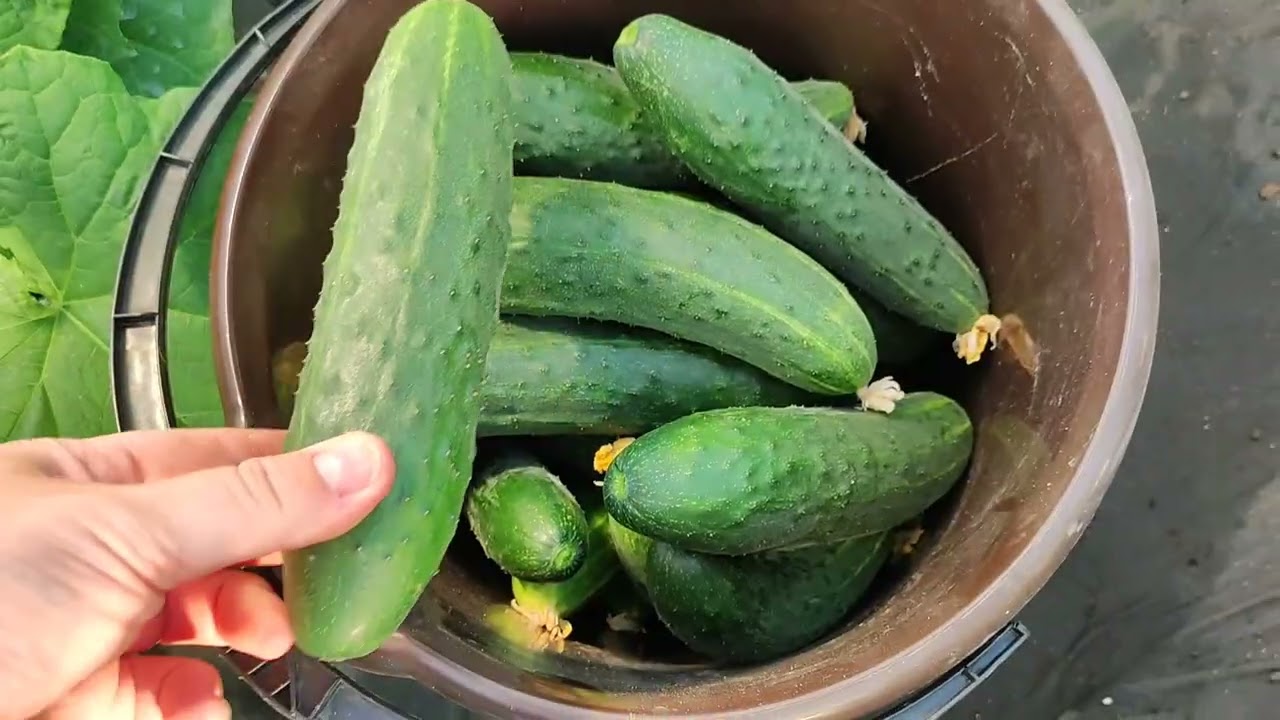 ОГУРЦЫ на 2026 сезон, выбрала из 100 всего 3 лучших сорта огурца, не болеют