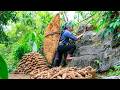 Harvesting 100kg+ giant lesser yam for sale — Cooking yam soup, pork & fried fish for Nhi & Khoi