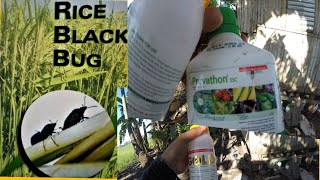 BUHAY BUKID | SPRAY PANG BLACK BUG + SPRAY PANG TAMASOK | GOLD INSECTICIDE AND PREVATHON