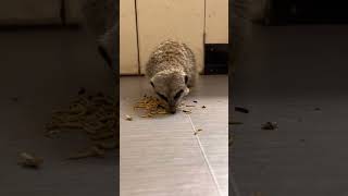 The very hungry meerkat