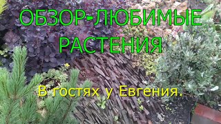 Обзор-любимые растения! В гостях в Евгения, экзотические растения. Ватсап группа 89060985117 Павел