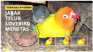 JARAK TELUR LOVEBIRD MENETAS BERAPA HARI 