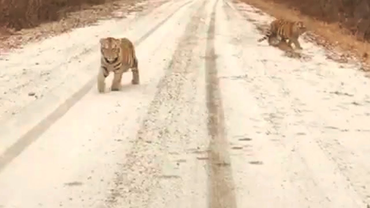Тигрята устроили игры посреди трассы в Приморье