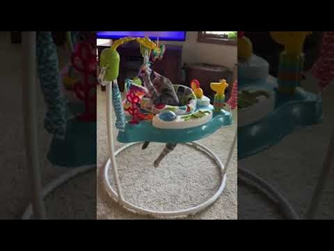 Cute Kitty Plays in Baby Bouncer || ViralHog