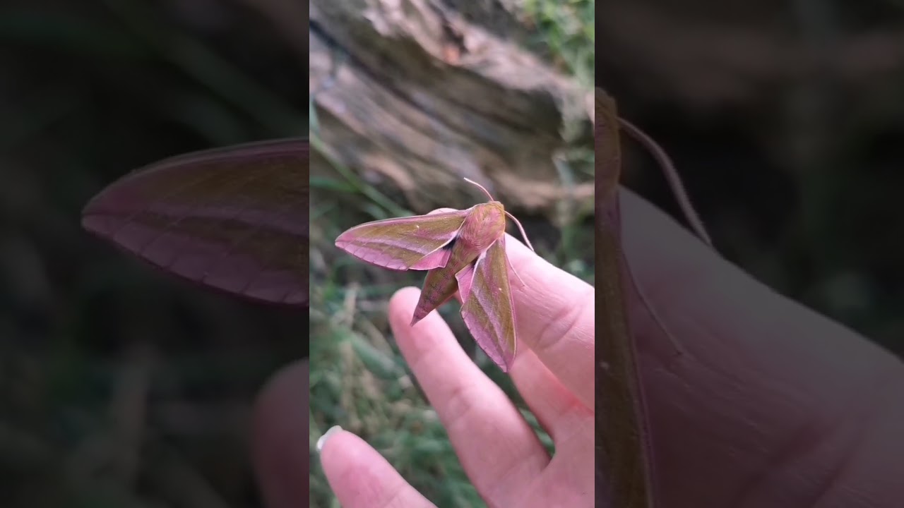 Magical Moths - Moth Trapping Warwickshire, UK