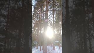 Бабушка Белочка Занимается Акробатикой.🐱🌲🌳🏡☀️