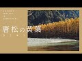 ［上高地Pick up］ カラマツの黄葉【上高地公式チャンネルGREENTRAIL】