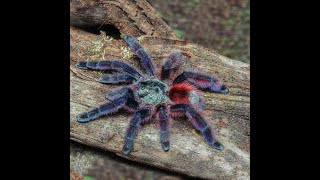Maintenance of our Avicularia Breeding  Females and general chat