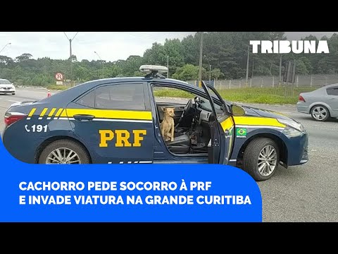 Cachorro pede socorro à PRF e invade viatura na Grande Curitiba. Quer adorar a pandora?