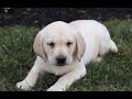 White Labrador Retriever Puppies for Sale