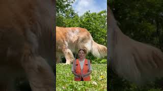 Dog Urine Neutralizer &amp; Lawn Revitalizer