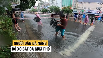 Người Đà Nẵng đổ xô bắt cá giữa đường sau trận mưa lớn do bão số 5