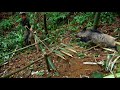 Full  300 days survival alone skills boar traps survival instincts