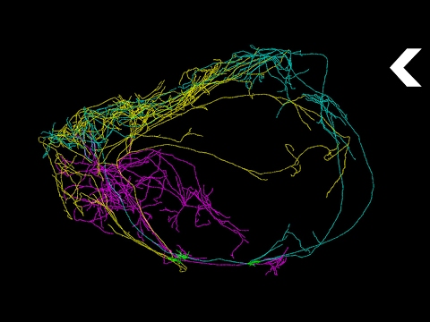 This Giant Neuron Could Explain Where Consciousness Comes From