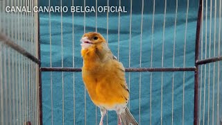 CANÁRIO BELGA CANTO PARA TREINAMENTO - 4K