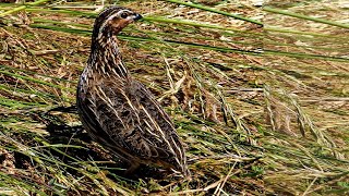 quail sound morning hunting | batair awaz k leye | batair bulara