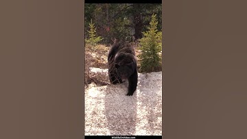 Big Boars are Starting to Come out of Hibernation